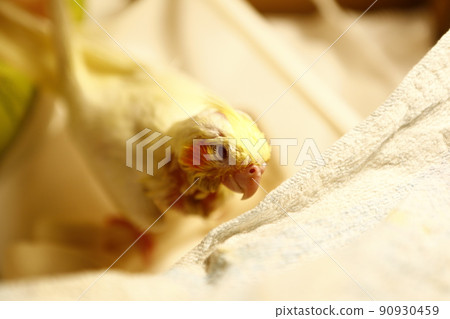 玄鳳幼鳥 90930459