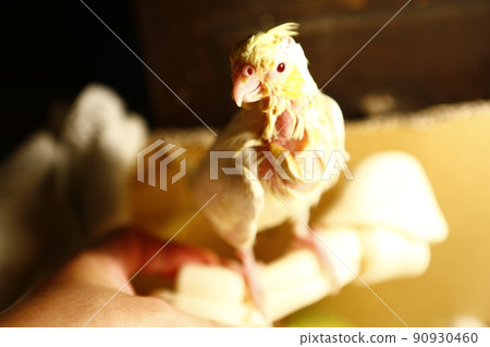 玄鳳幼鳥 90930460