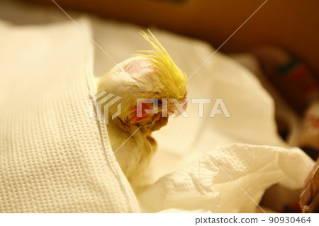 玄鳳幼鳥 90930464