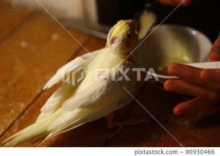 玄鳳幼鳥 90930466