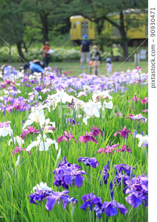 鳶尾和西武鐵道北山公園鳶尾花園 90930471