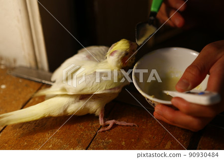 玄鳳幼鳥 玄鳳幼鳥 90930484