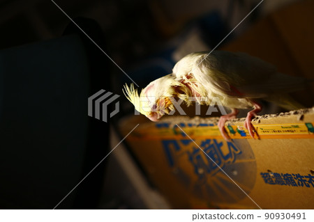 玄鳳幼鳥 玄鳳幼鳥 90930491