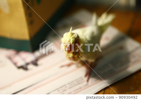 玄鳳幼鳥 90930492