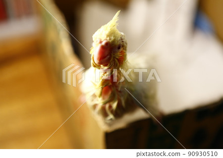 玄鳳幼鳥 玄鳳幼鳥 90930510