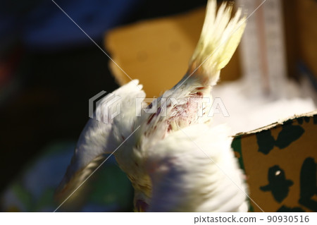 玄鳳幼鳥 玄鳳幼鳥 90930516