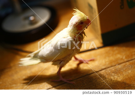 玄鳳幼鳥 玄鳳幼鳥 90930519