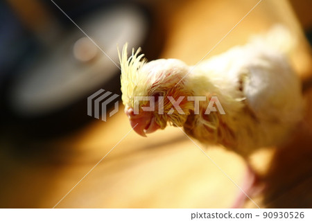 玄鳳幼鳥 90930526