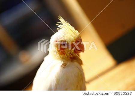 玄鳳幼鳥 90930527