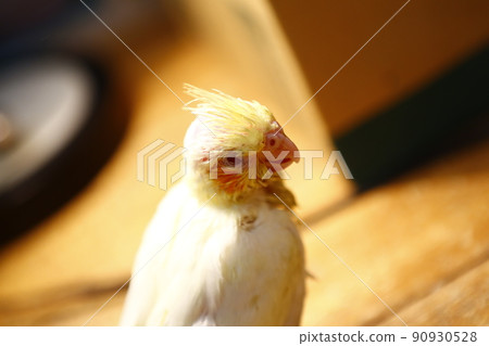 玄鳳幼鳥 90930528