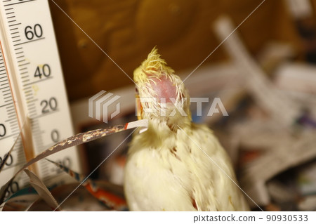 玄鳳幼鳥 玄鳳幼鳥 90930533