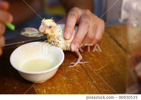 玄鳳幼鳥 玄鳳幼鳥 90930535