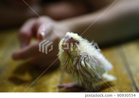 玄鳳幼鳥 90930554