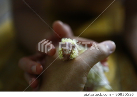 Xuanfeng Baby Bird 90930556