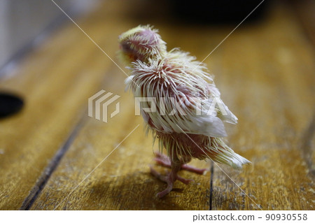 玄鳳幼鳥 玄鳳幼鳥 90930558