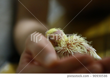 玄鳳幼鳥 90930586