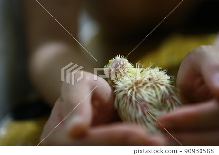 玄鳳幼鳥 90930588