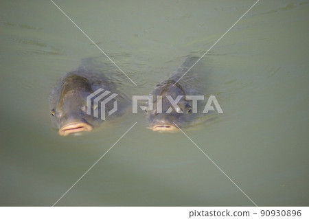 兩條鯉魚出現在池塘表面 90930896