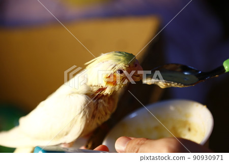 玄鳳幼鳥 90930971