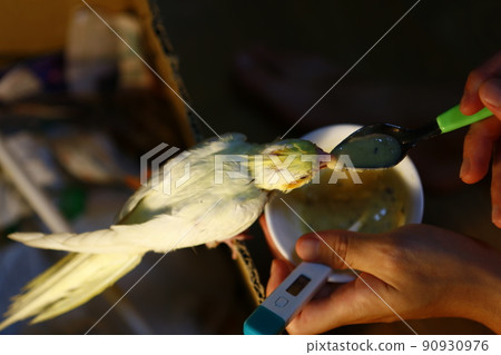 玄鳳幼鳥 90930976