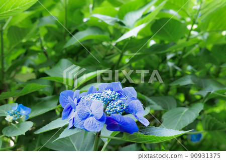在雨季盛開的繡球花 90931375