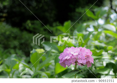 在雨季盛開的繡球花 90931551