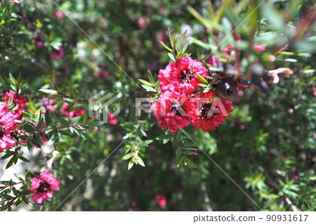Manuka flower Manuka flower 90931617