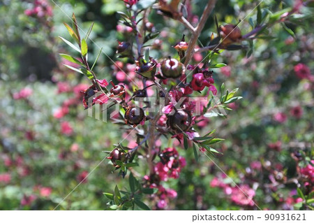 在麥盧卡之花之後 在麥盧卡之花之後 90931621