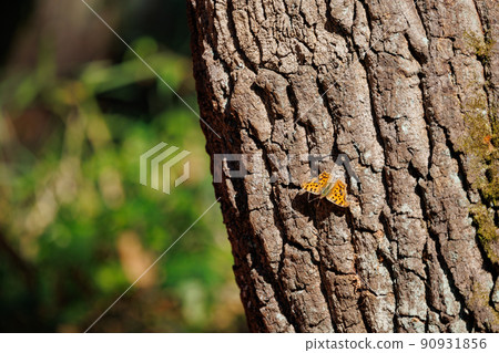 翅膀的背面是一隻黃色的蝴蝶，帶有保護色，夾雜著枯葉。 90931856