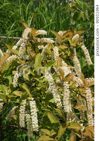 Virginia Sweetspire'Henries Garnet'鮮花 Virginia Sweetspire'Henries Garnet'鮮花 90931964