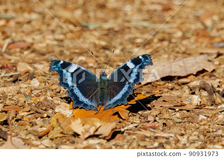 The lapis lazuli line is impressive, beautiful and popular Ruri Tateha 90931973
