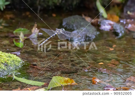 Oniyama, a dragonfly that patrols a certain area with Japan's largest dragonfly 90932005