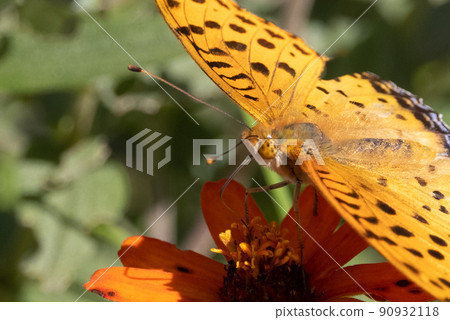 A butterfly that mimics the poisonous butterfly, Plain Tiger, Indian Fritillary A butterfly that mimics the poisonous butterfly, Plain Tiger, Indian Fritillary 90932118