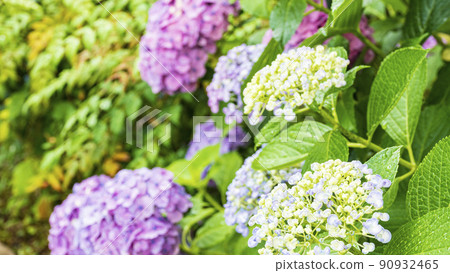 Early summer in Shikinomori Park, Midori-ku, Yokohama City, Kanagawa Prefecture 90932465