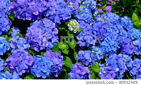 Hydrangea Hydrangea 90932489