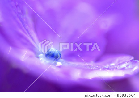 Hydrangea at Gokoku Shrine, Mito City, Ibaraki Prefecture 90932564