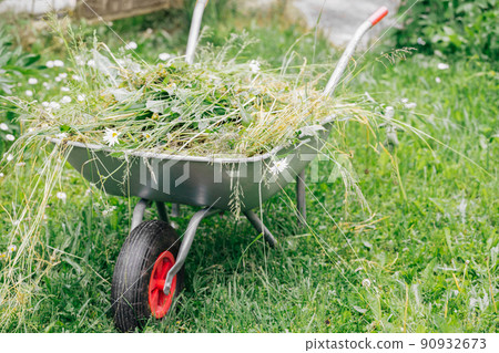 Wheelbarrow with grass on green lawn in the garden. Garden tools. 90932673