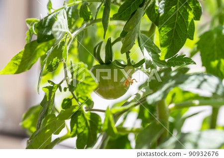 Green cherry tomatoes on a bush growing on the windowsill. Vegetable garden at home. Closeup. Green cherry tomatoes on a bush growing on the windowsill. Vegetable garden at home. Closeup. 90932676