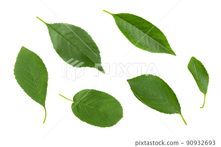 Cherry leaves set isolated on a white background. Green leaf. Top view. 90932693