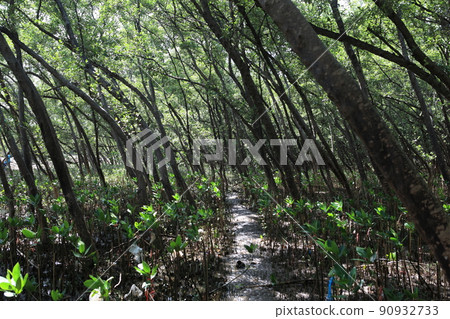 mangrove trees grow in areas Mangrove forests only grow at tropical and subtropical latitudes. mangrove trees grow in areas Mangrove forests only grow at tropical and subtropical latitudes. 90932733