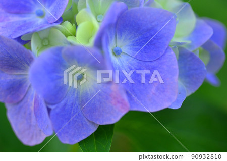 Hydrangea at Gokoku Shrine, Mito City, Ibaraki Prefecture Hydrangea at Gokoku Shrine, Mito City, Ibaraki Prefecture 90932810