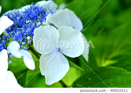 Hydrangea at Gokoku Shrine, Mito City, Ibaraki Prefecture 90932811