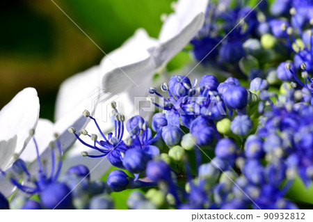 茨城縣水戶市護國神社的繡球花 90932812