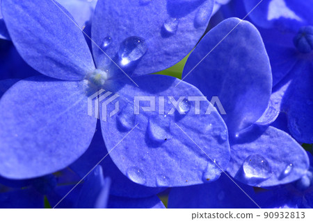 茨城縣水戶市護國神社的繡球花 茨城縣水戶市護國神社的繡球花 90932813