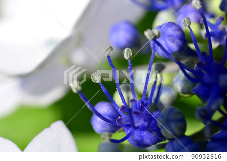 Hydrangea at Gokoku Shrine, Mito City, Ibaraki Prefecture 90932816