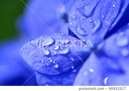Hydrangea at Gokoku Shrine, Mito City, Ibaraki Prefecture Hydrangea at Gokoku Shrine, Mito City, Ibaraki Prefecture 90932817