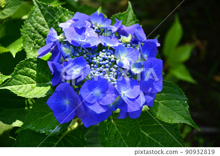 Hydrangea at Gokoku Shrine, Mito City, Ibaraki Prefecture Hydrangea at Gokoku Shrine, Mito City, Ibaraki Prefecture 90932819
