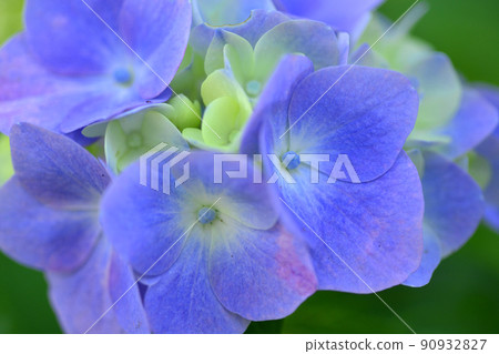 Hydrangea at Gokoku Shrine, Mito City, Ibaraki Prefecture Hydrangea at Gokoku Shrine, Mito City, Ibaraki Prefecture 90932827