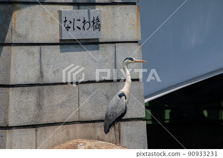 Gray heron standing in front of the signboard of Naniwabashi Gray heron standing in front of the signboard of Naniwabashi 90933231