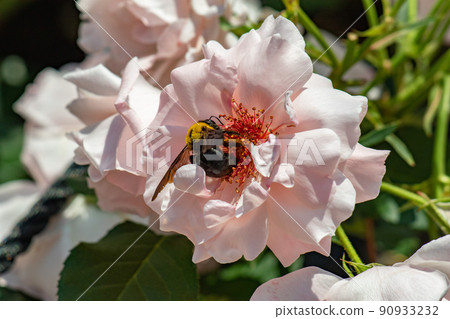 Carpenter bee licking rose nectar 90933232